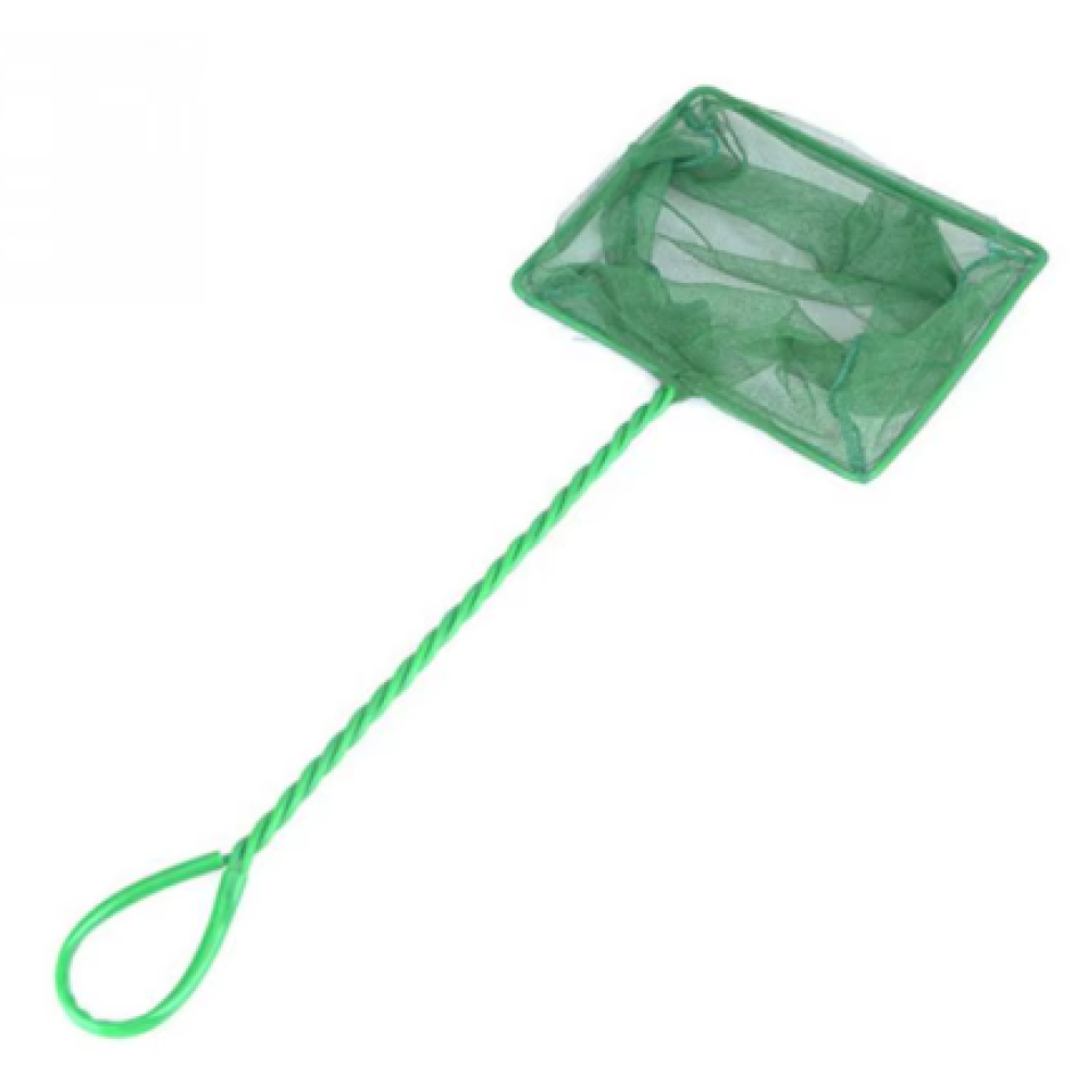 Camaroeiro verde (Diferentes Tamanhos)